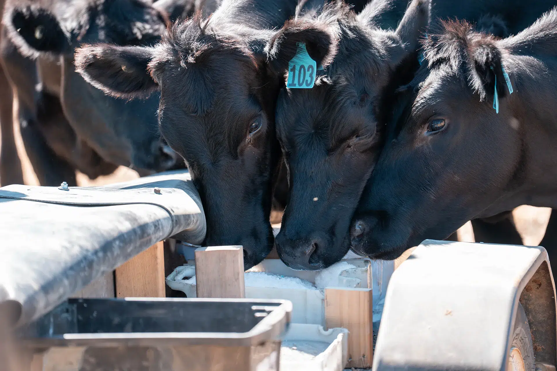 Vaches consommant du sel | TERRE H2O Trois vaches noires mangeant du sel.