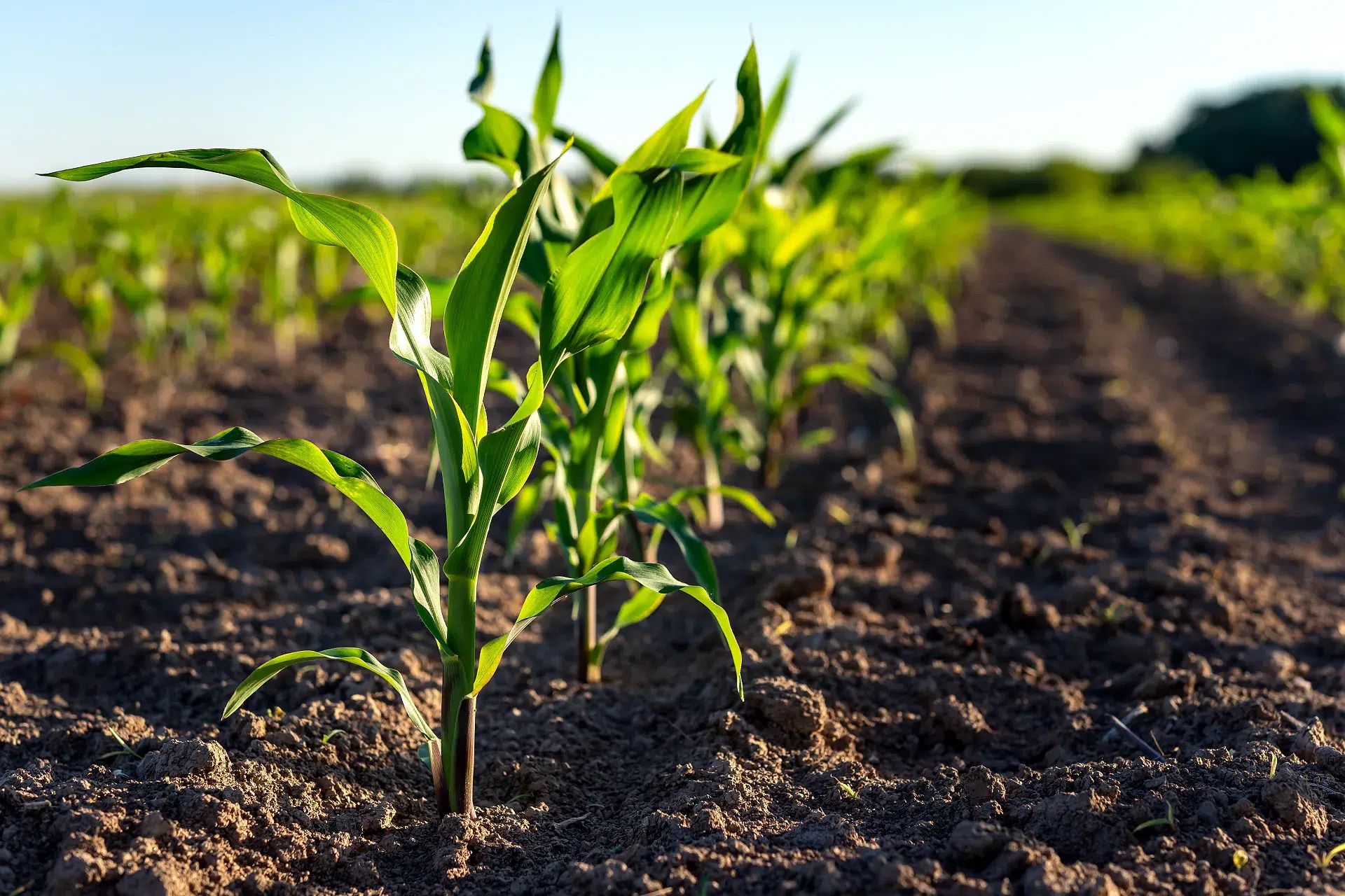 Jeunes plants de maïs en croissance | TERRE H2O Jeunes plants de maïs dans un champ ensoleillé