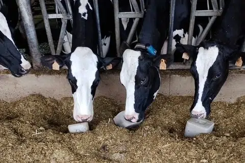 Vaches consommant du sel Trois vaches noires mangeant du sel.